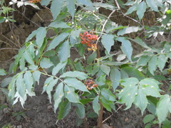 Sambucus sibirica