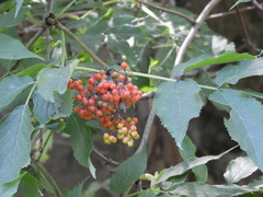 Sambucus sibirica