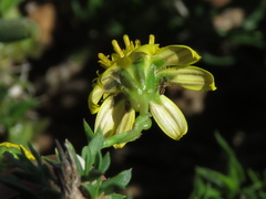 Osteospermum microphyllum