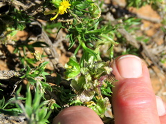 Osteospermum microphyllum