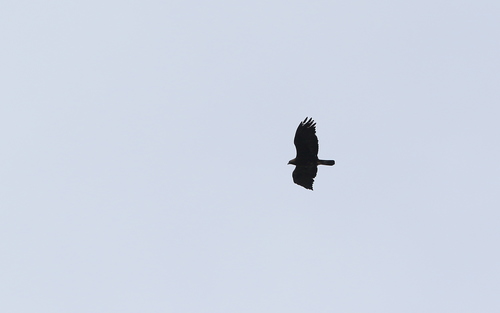 Suri orao (Aquila chrysaetos)