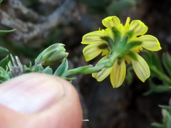 Osteospermum microphyllum