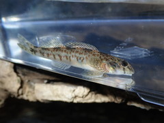 Etheostoma rupestre