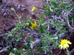 Osteospermum microphyllum