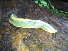 Vaginulus taunaisii