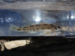 Etheostoma rupestre