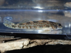 Etheostoma rupestre