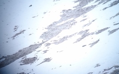 Lyrurus mlokosiewiczi