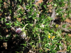 Osteospermum microphyllum