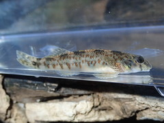 Etheostoma rupestre