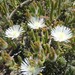 Drosanthemum calycinum - Photo (c) Petra Broddle, algunos derechos reservados (CC BY-NC), subido por Petra Broddle