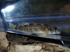 Etheostoma rupestre