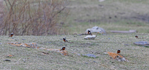 Güldenstädt's Redstart (Phoenicurus erythrogastrus), photo 9