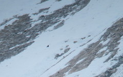 Lyrurus mlokosiewiczi