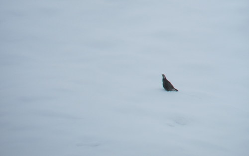 Caucasian Snowcock (Tetraogallus caucasicus), photo 3