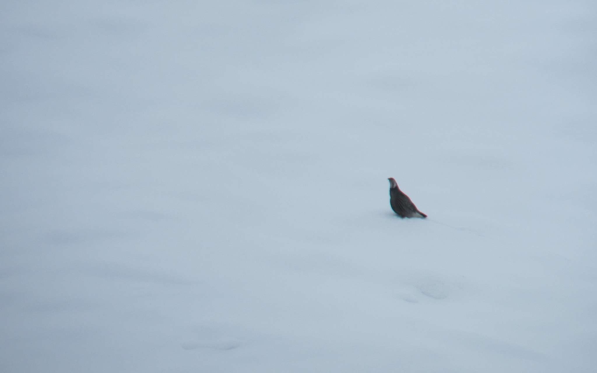 Caucasian Snowcock (Tetraogallus caucasicus), photo 5