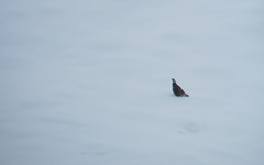 Tetraogallus caucasicus