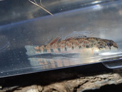 Tombigbee Darter photo 4