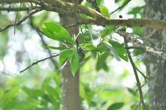 Aegithina viridissima