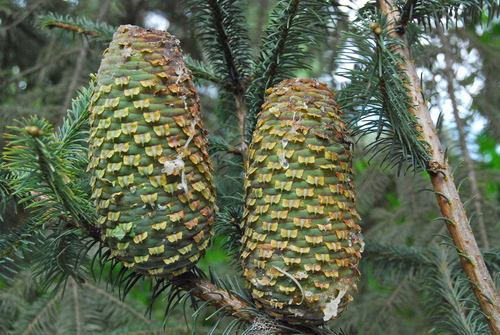 sacred fir