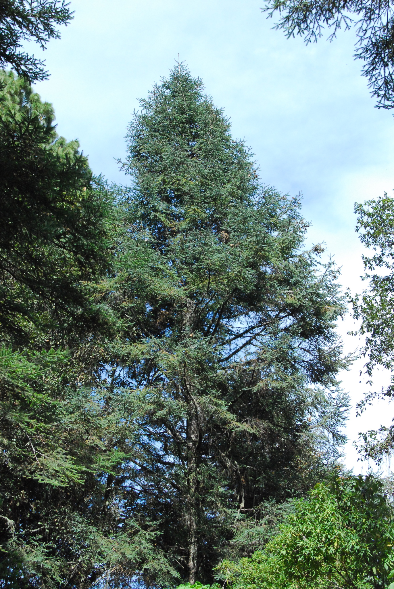 Bosques de Pino-Encino de la Sierra Madre Oriental – IV – Pangea
