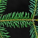 Sacred Fir - Photo (c) Jeff Bisbee, some rights reserved (CC BY-NC), uploaded by Jeff Bisbee