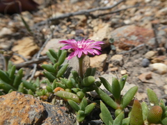 Trichodiadema occidentale