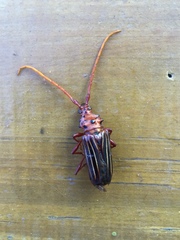 Chydarteres striatus