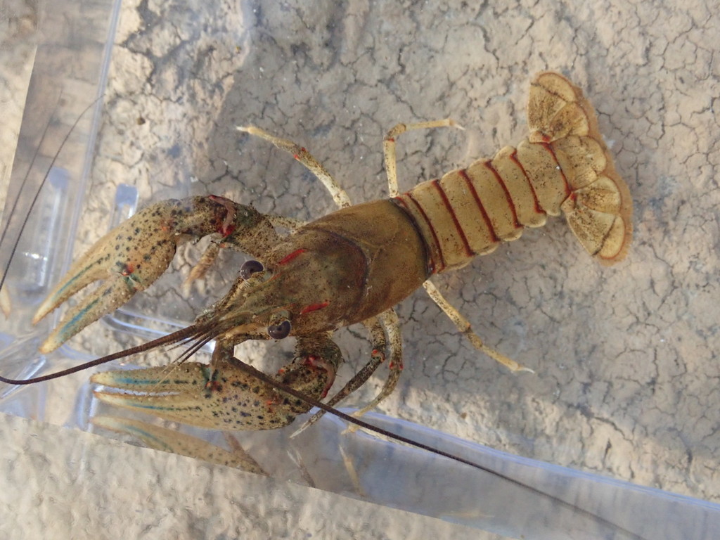 Complete Crayfish
