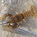 Complete Crayfish - Photo (c) Daniel Folds, some rights reserved (CC BY-NC), uploaded by Daniel Folds