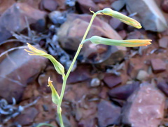 Dipcadi ciliare