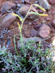 Dipcadi ciliare