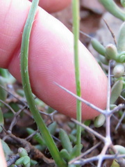 Dipcadi ciliare