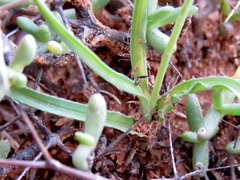 Dipcadi ciliare