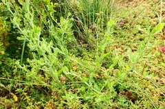 Manochlamys albicans