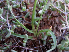 Dipcadi ciliare