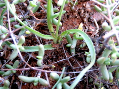 Dipcadi ciliare