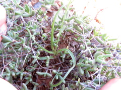 Dipcadi ciliare