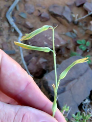 Dipcadi ciliare