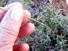 Dipcadi ciliare