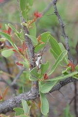 Prosopocera lactator