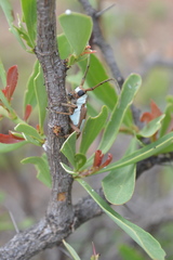 Prosopocera lactator