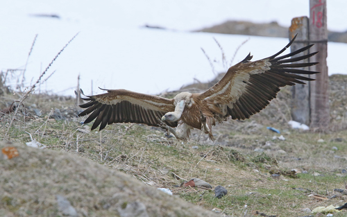 Eurasian Griffon photographed in Georgia