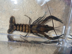 Procambarus lagniappe