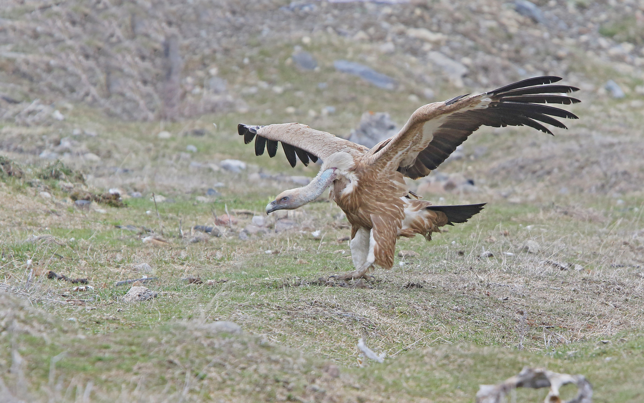 Griffon Vulture (Gyps fulvus)