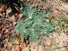 Lichtensteinia latifolia