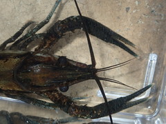 Procambarus lagniappe