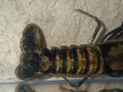 Procambarus lagniappe