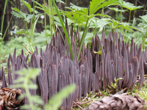 Representative image of Rickenellaceae