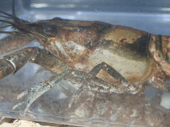 Procambarus lagniappe
